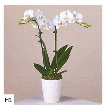 Orchid Plant