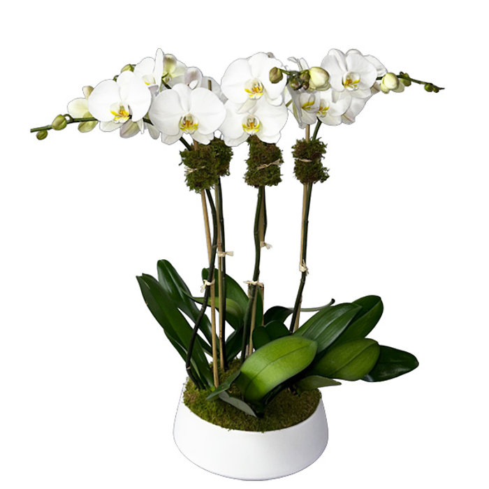 Stunning Orchid Plant