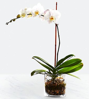 Orchid Plant