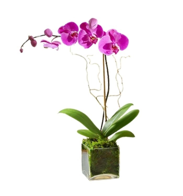 Single Stem Purple Orchid Flower