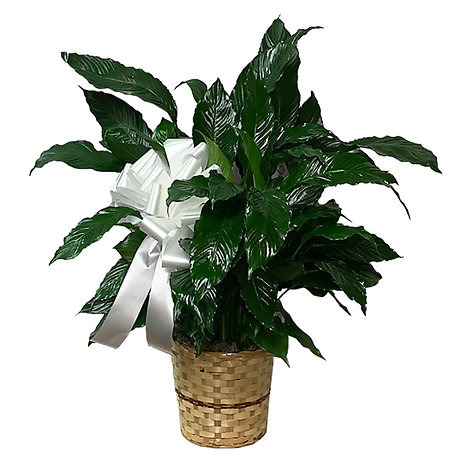 Peace Lily Plant