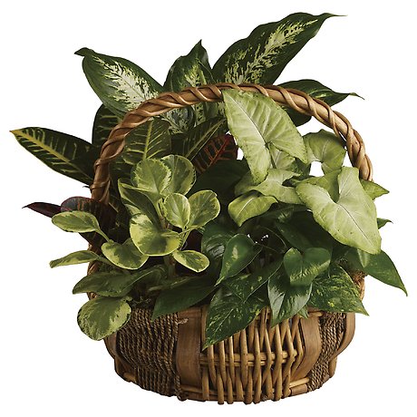 Emerald Garden Basket